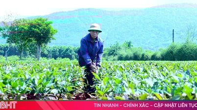 Xem người dân Hà Tĩnh chống hạn cho cây chè