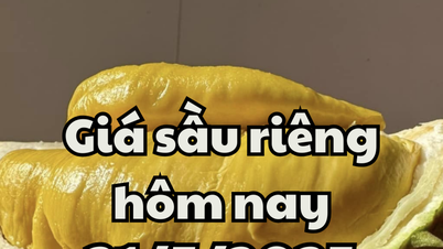 Durian-Preis heute, 21. Mai 2025: Vietnam hat einen Marktanteil von 38 % bei Durian in China