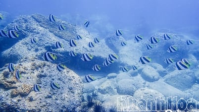 Potential for developing blue carbon credits from the sea