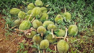 Phó Thủ tướng Trần Hồng Hà yêu cầu nghiên cứu thông tin "sầu riêng vẫn loay hoay giải quyết chất vàng O"