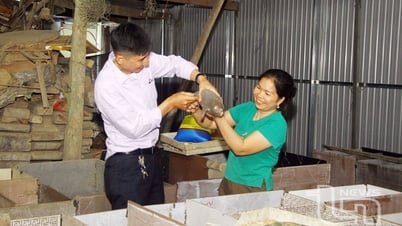 Nuôi dúi - Hướng sinh kế hiệu quả ở Sảng Mộc