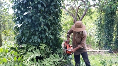 Giá tiêu hôm nay 21/5/2025: Giữ mức cao trên 150,000 đồng