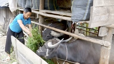 Йен Бай вводит более 208 000 доз вакцины скоту и птице