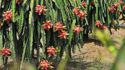 La période de pointe des contrôles contre les produits contrefaits et toxiques... dans le secteur agricole a commencé.