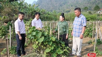 クインナイの農民は生産とビジネスに優れています。