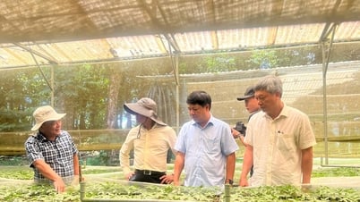 Luong Nguyen Minh Triet 지방 당 서기가 Ngoc Linh 인삼 재배 지역을 시찰하고 있습니다.