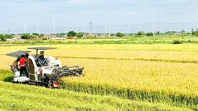 Quảng Ninh: Đẩy nhanh tiến độ thu hoạch lúa đông-xuân