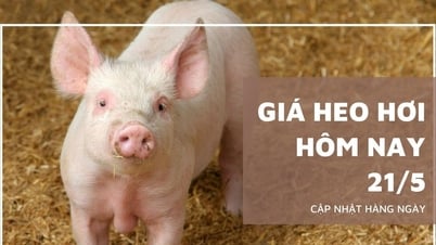 Giá heo hơi hôm nay 21/5: Lặng sóng trên cả nước, dao...