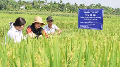 Đánh giá đề tài nghiên cứu, tuyển chọn các giống lúa chất lượng gạo ngon theo hướng thảo dược