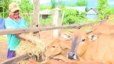 Những cựu chiến binh làm kinh tế giỏi từ mô hình tổng hợp