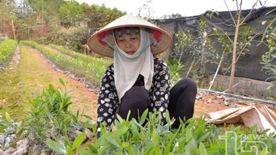 Phú Lương: Tích cực hỗ trợ các hợp tác xã, tổ hợp tác phát triển
