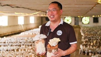 Welche Richtung für vietnamesische Bio-Pilze?
