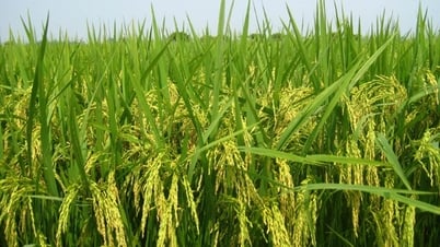 Proactively prevent epidemics for spring rice in the Red River Delta