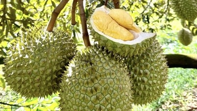 El viceprimer ministro solicita que se gestione la información relacionada con el durian