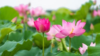 Ngan ngát hương sen