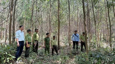 Innovation im Forstsektor, Verbesserung der Qualität des Waldschutzmanagements