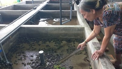 El 'cangrejo de yaca' en una plataforma de comercio electrónico ayuda a los agricultores a escapar de la pobreza