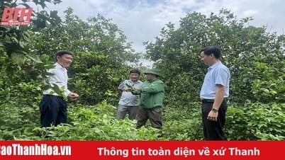 Trên vùng đất Bãi Trành