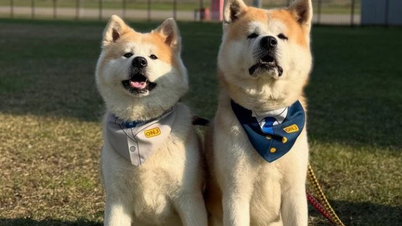 Ngộ nghĩnh chó Akita trở thành giám đốc sân bay ở Nhật Bản