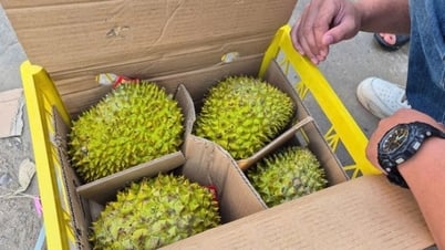 Sầu riêng vừa đón tin vui từ Trung Quốc