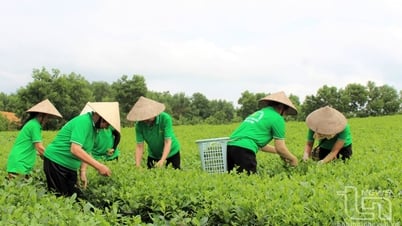 TP. Phổ Yên: Hỗ trợ các làng nghề phát triển sản xuất