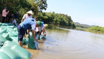 Regeneración de los recursos acuáticos en el río Kien Giang