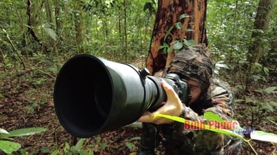 Les paparazzi dans la forêt verte