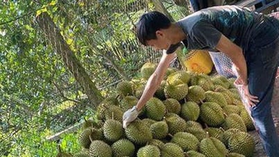Lối mở cho phát triển bền vững ngành sầu riêng