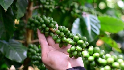 Giá cà phê hôm nay 22/5/2025: Quay đầu giảm mạnh