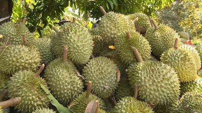 កាត់​លេខ​កូដ​តំបន់​លូតលាស់​ចំនួន​១០០ រឹតបន្តឹង​សារធាតុ​ហាមឃាត់​លើ​ទុរេន