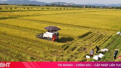 Nông dân Hà Tĩnh cấp tập thu hoạch lúa xuân trước thời tiết bất lợi