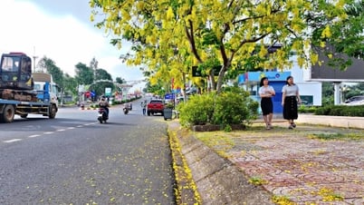 Hoa Osaka "nhuộm vàng" đường phố Gia Nghĩa