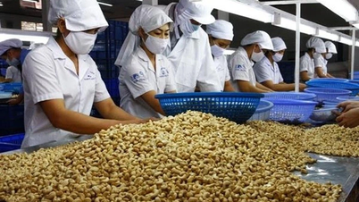 Việt Nam nhập khẩu hơn 1 triệu tấn hạt điều trong 4 tháng đầu năm 2025
