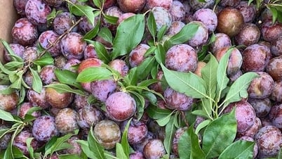 Loạt món ngon với quả mận đang vào chính vụ, ai thử cũng sẽ mê