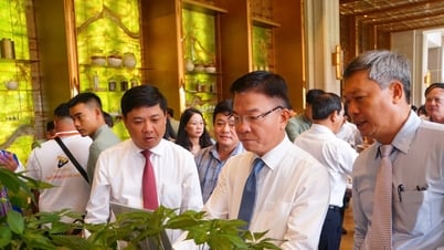 Tay Giang testete erfolgreich den Anbau von Ngoc Linh Ginseng auf über einem Hektar