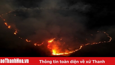 Báo động đỏ về diện tích rừng nhiệt đới bị phá hủy do cháy rừng