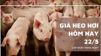 Pig price today May 22: Continued price stagnation across...