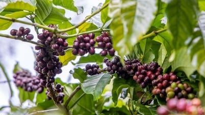 Цены на сельскохозяйственную продукцию 22 мая 2025 года: кофе резко падает, перец остается высоким