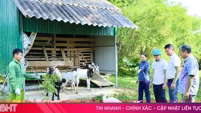 Many livelihood models help poor people in Duc Tho increase their income