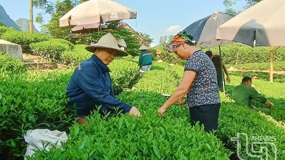Dong Hy: Über 2.000 Hektar Tee werden nach VietGAP-Standards produziert
