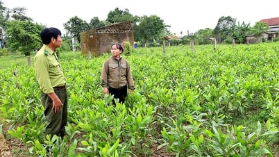 Le Thuy: Verbesserung des Managements der Forstsaatgutqualität