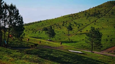 Besuchen Sie Phoenix Hill in der grünen Grassaison