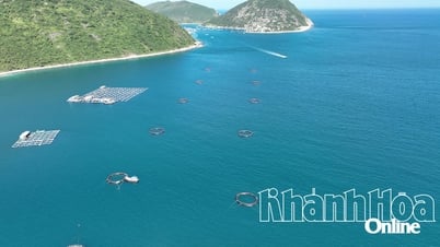 Cinq ménages d'élevage marin de haute technologie à Dam Bay obtiennent des licences pour l'aquaculture marine