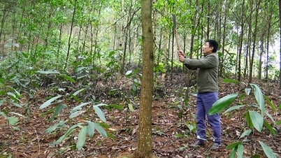 Yen Binh strives to have over 16,000 hectares of forest achieving FSC certification by 2025.
