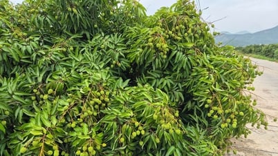 Chủ động phòng trừ các đối tượng sâu bệnh hại vải