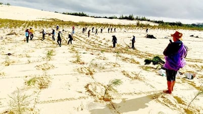 Chú trọng trồng rừng thay thế