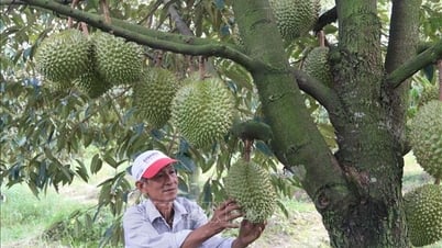 ការត្រួតពិនិត្យយ៉ាងទូលំទូលាយពីតំបន់ដាំដុះ រហូតដល់ការវេចខ្ចប់ទុរេននាំចេញ