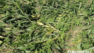 Many corn fields in Thanh Chuong were broken due to storms.