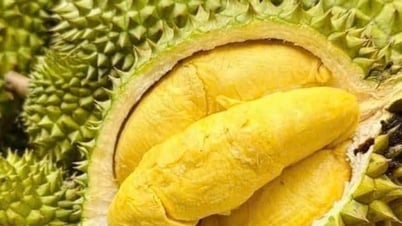 China genehmigt 829 weitere Anbaugebietscodes und 131 Verpackungscodes für vietnamesische Durian - Lang Son Zeitung und Radio und Fernsehen