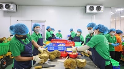 Tăng hàm lượng khoa học vào sản xuất sầu riêng